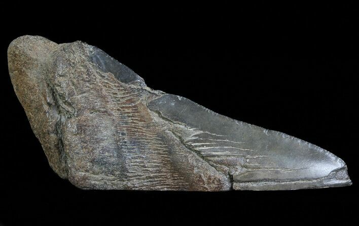 Fossil Megalodon Tooth Paper Weight #66215